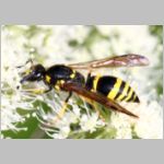 Symmorphus crassicornis - Lehmwespe w01d 13mm - OS-Hellern Waldwiese det.jpg